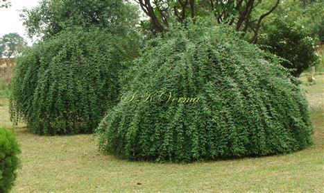  Plants